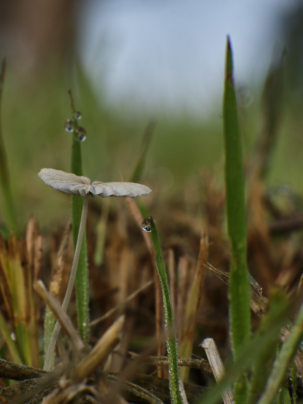 a close up of a small white object in the grass