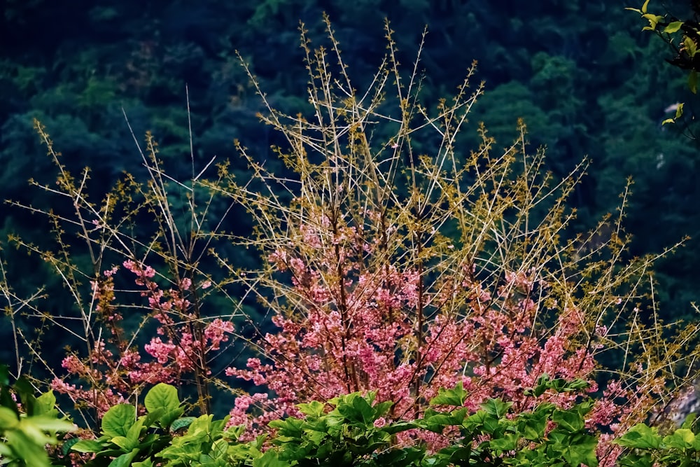 a bush with pink flowers and green leaves