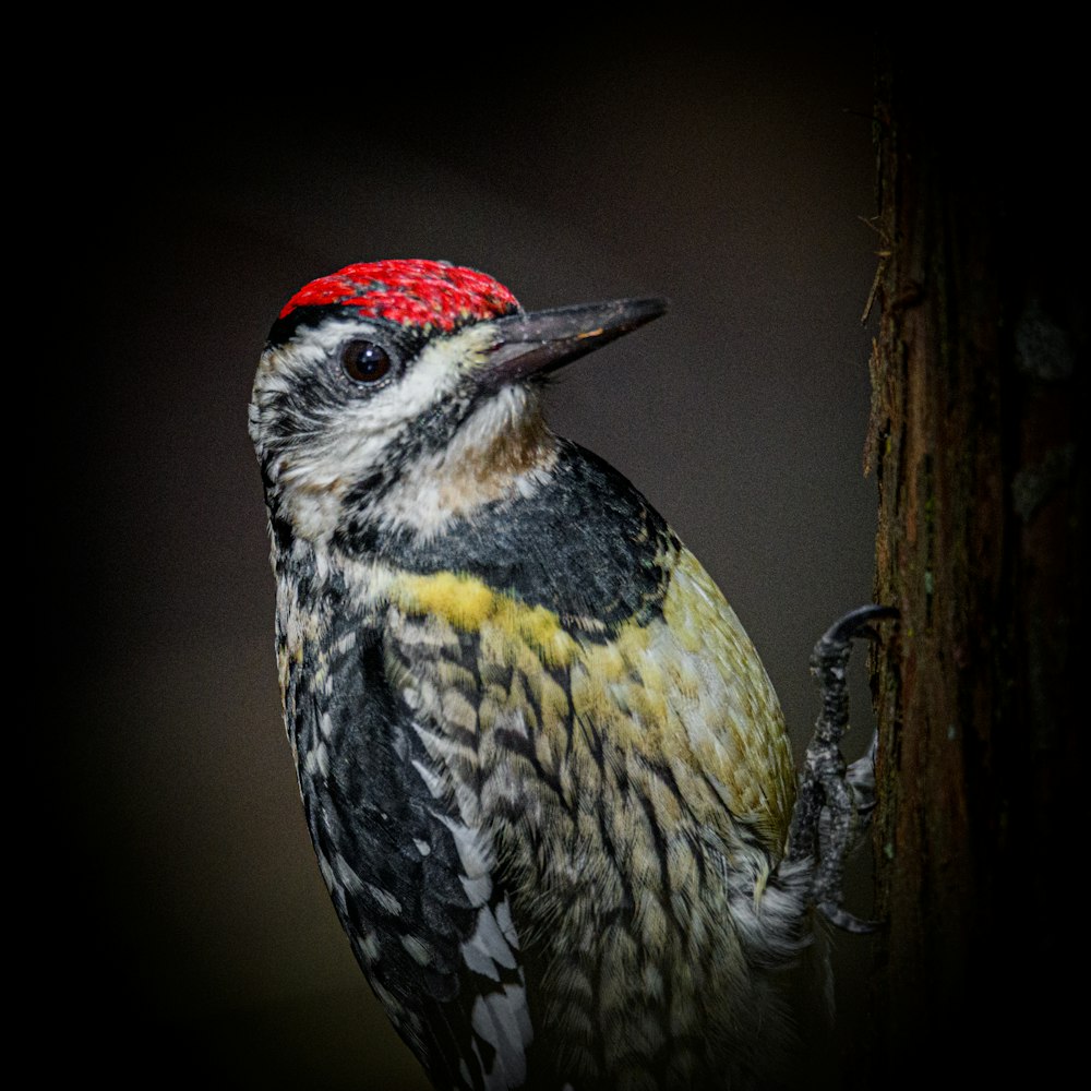 a colorful bird with a red headband sitting on a tree