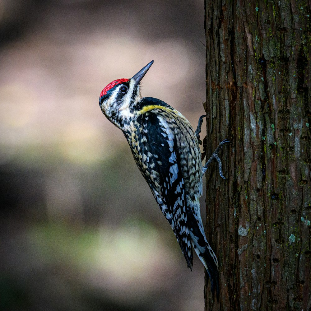 a woodpecker is climbing up the side of a tree