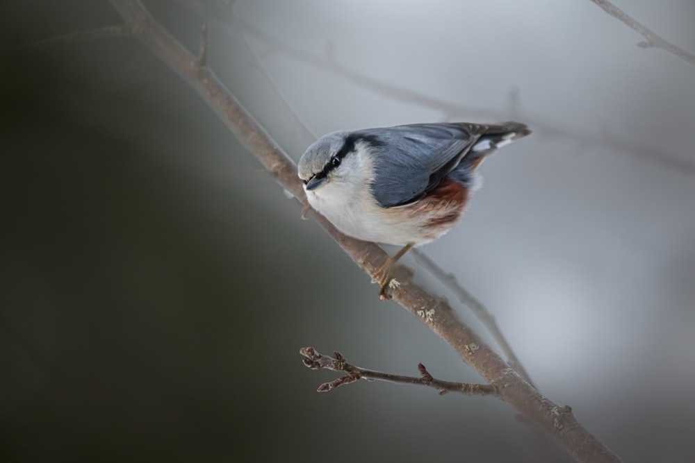 a small blue bird perched on a branch
