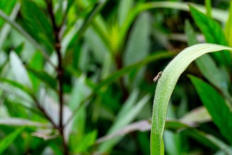 a bug sitting on top of a green leaf