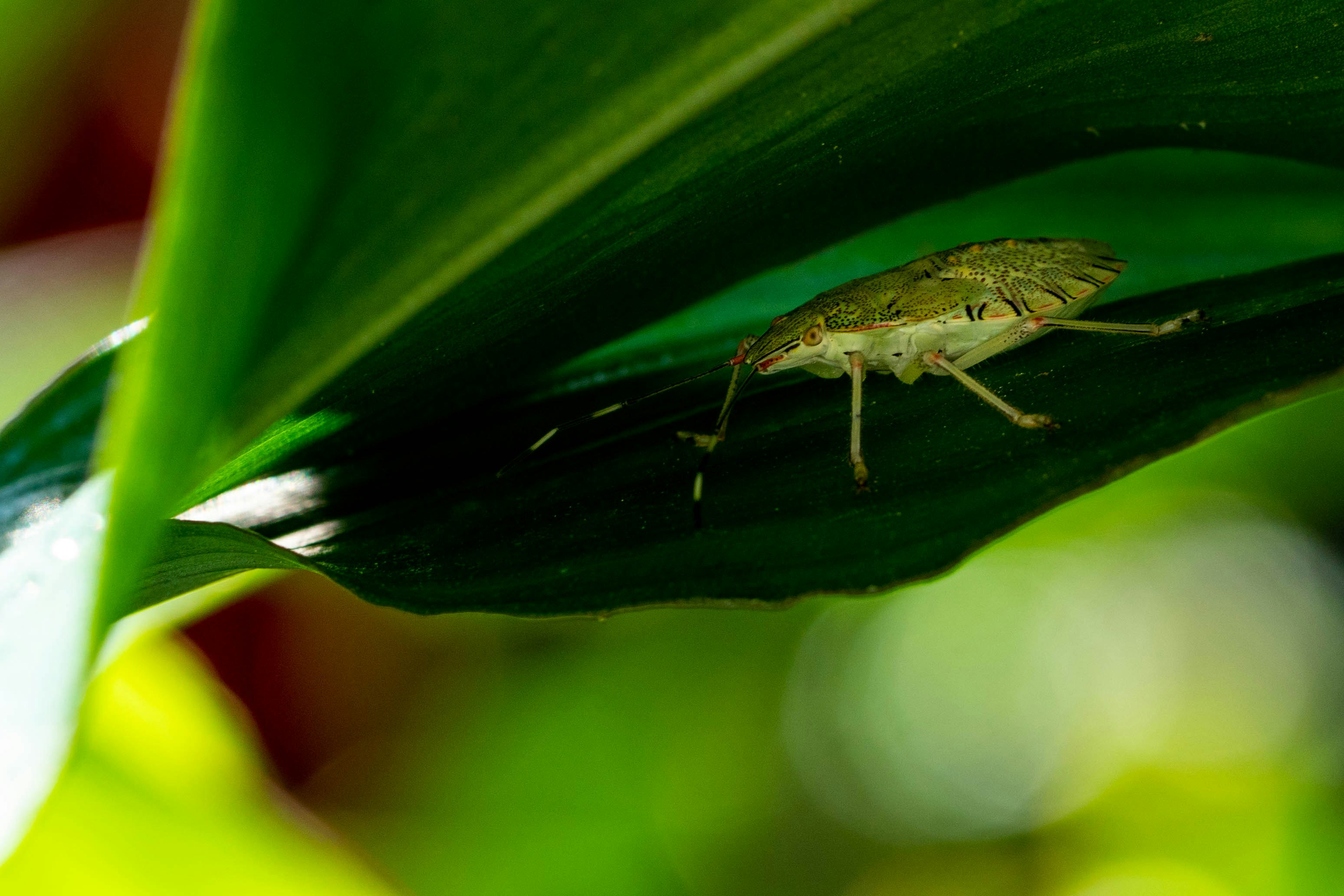 a bug sitting on top of a green leaf