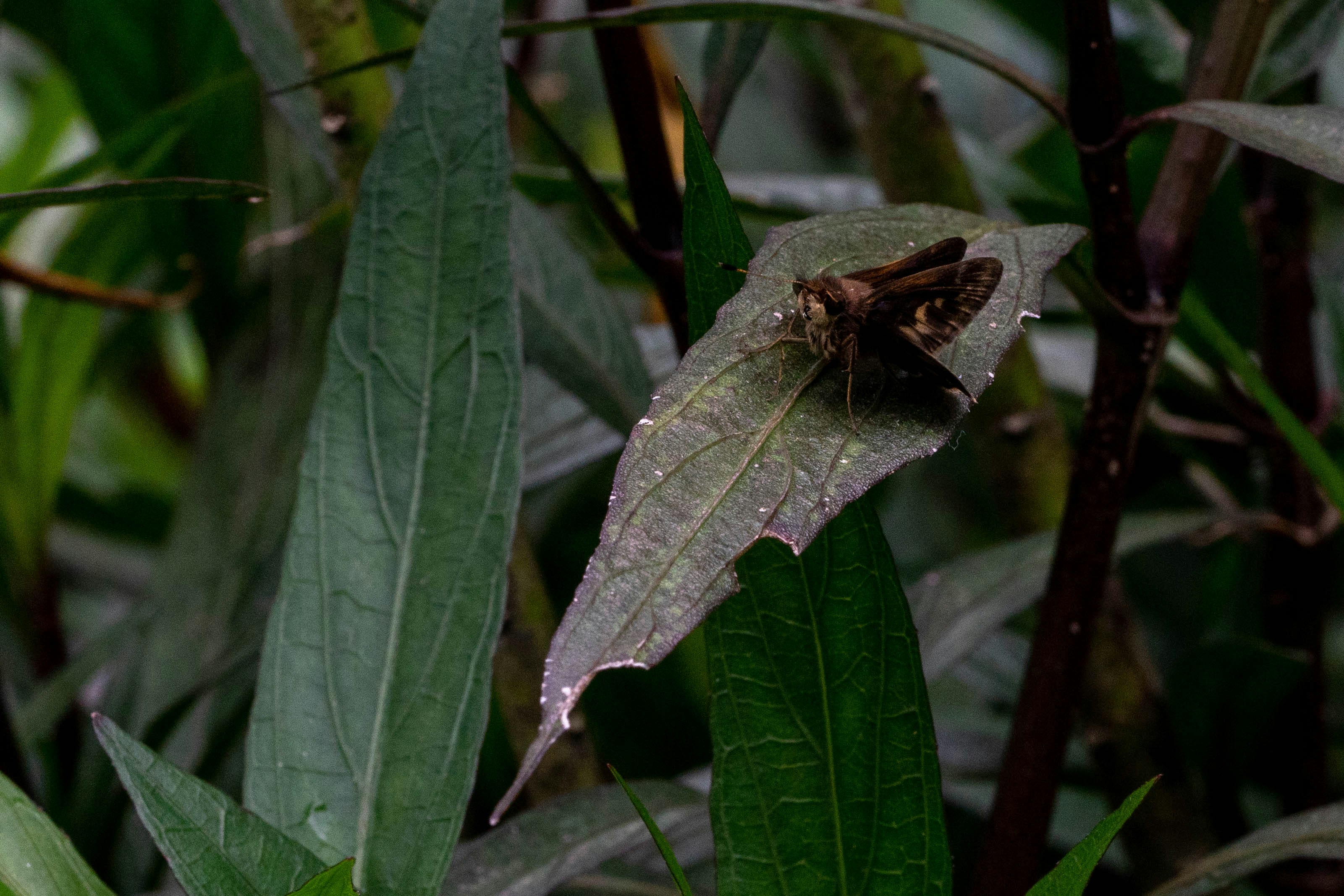 a bug sitting on a green leaf in a forest