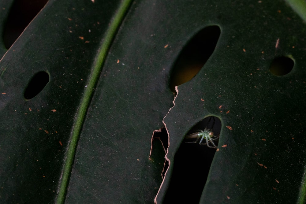 a close up of a leaf with holes in it