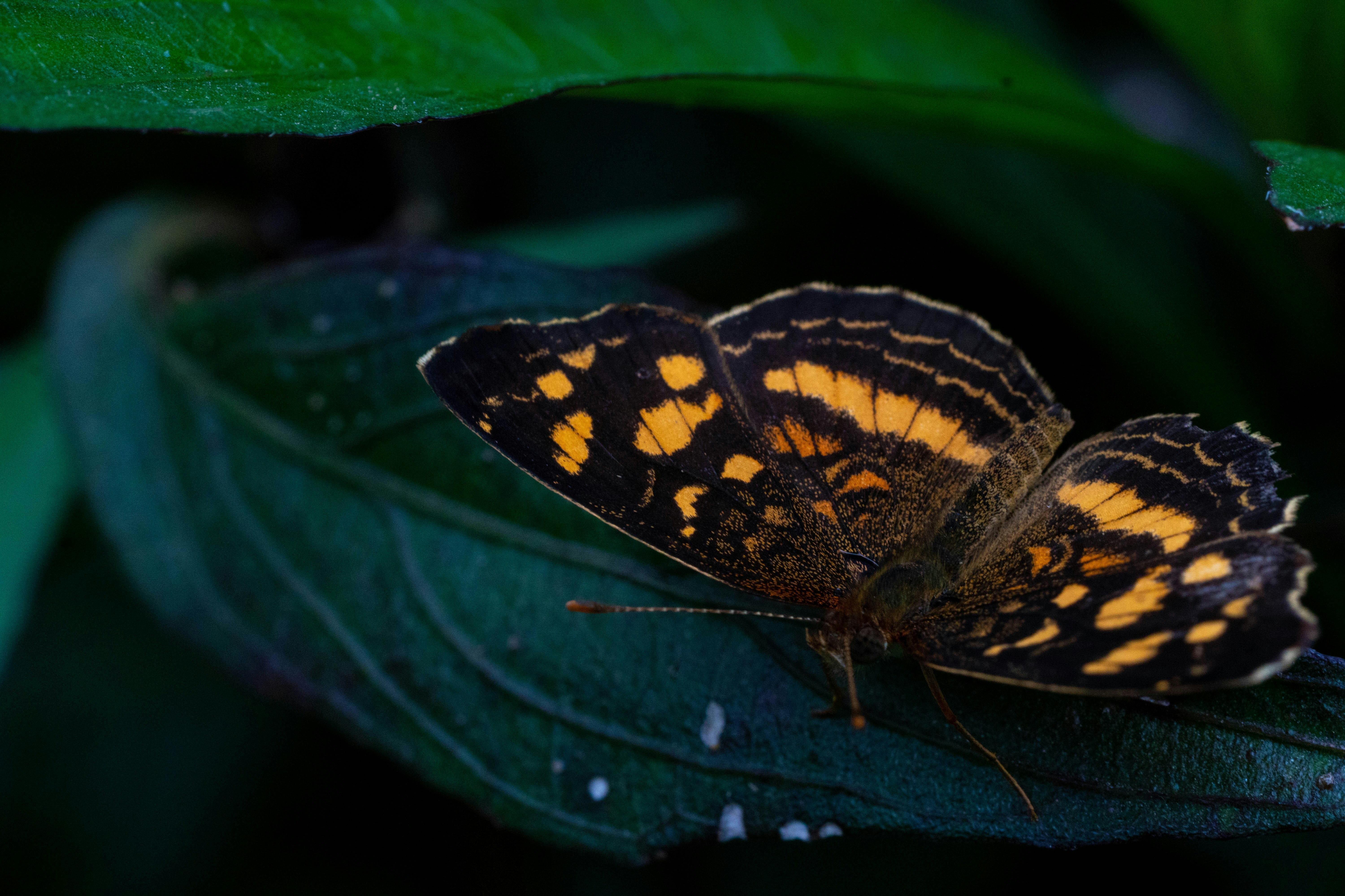 a close up of a butterfly on a leaf