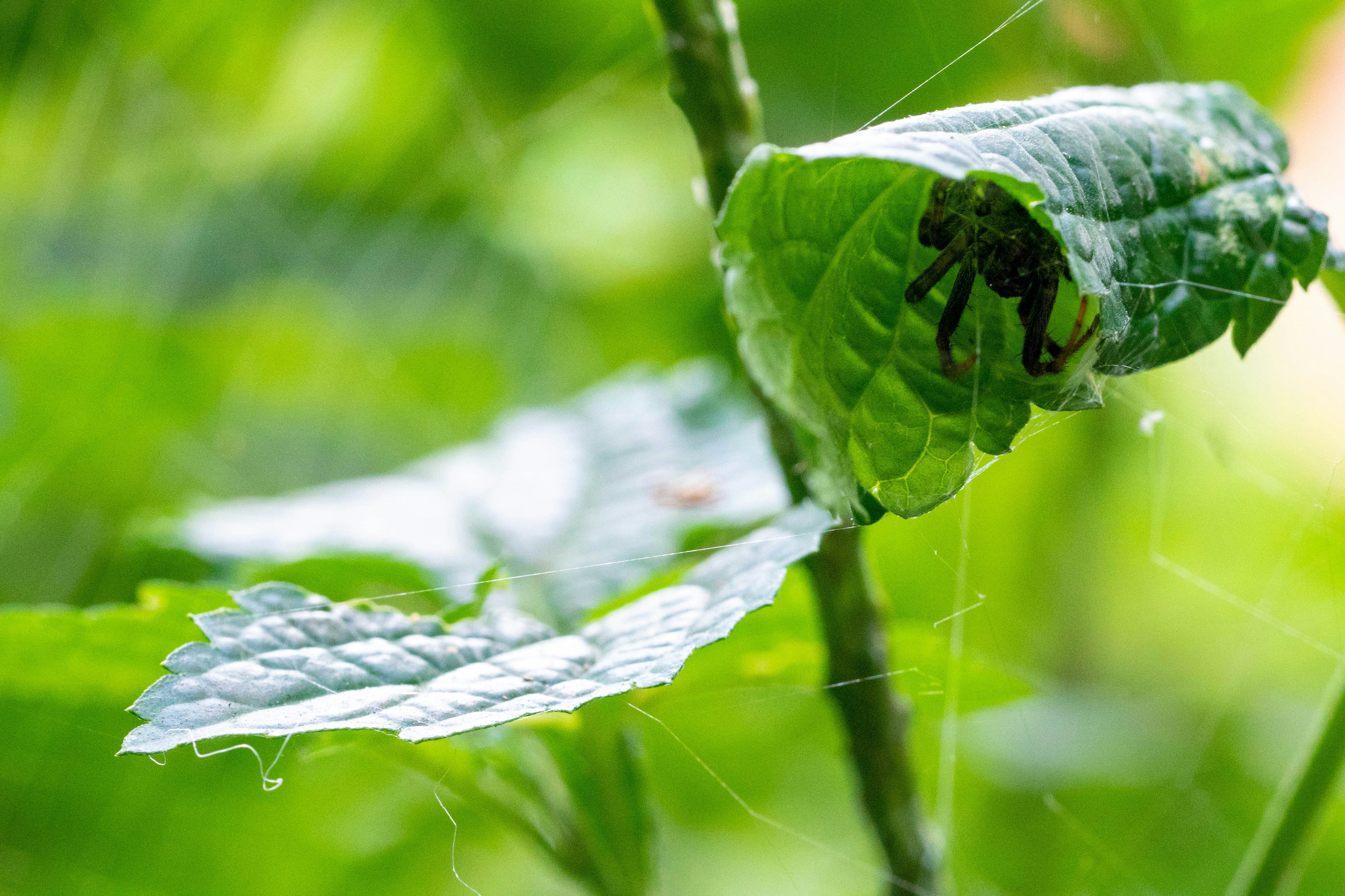 a green leaf with a bug crawling on it