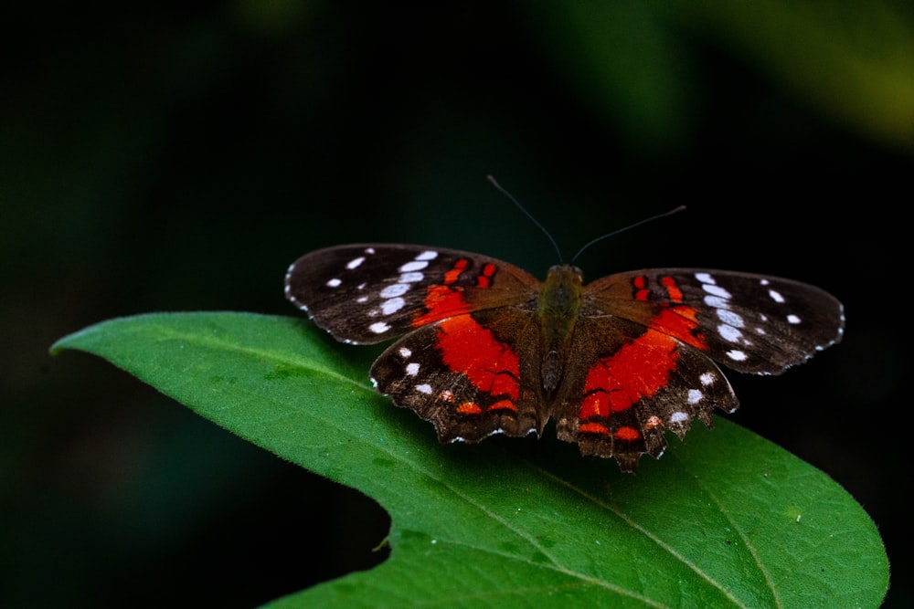 a red and black butterfly sitting on a green leaf