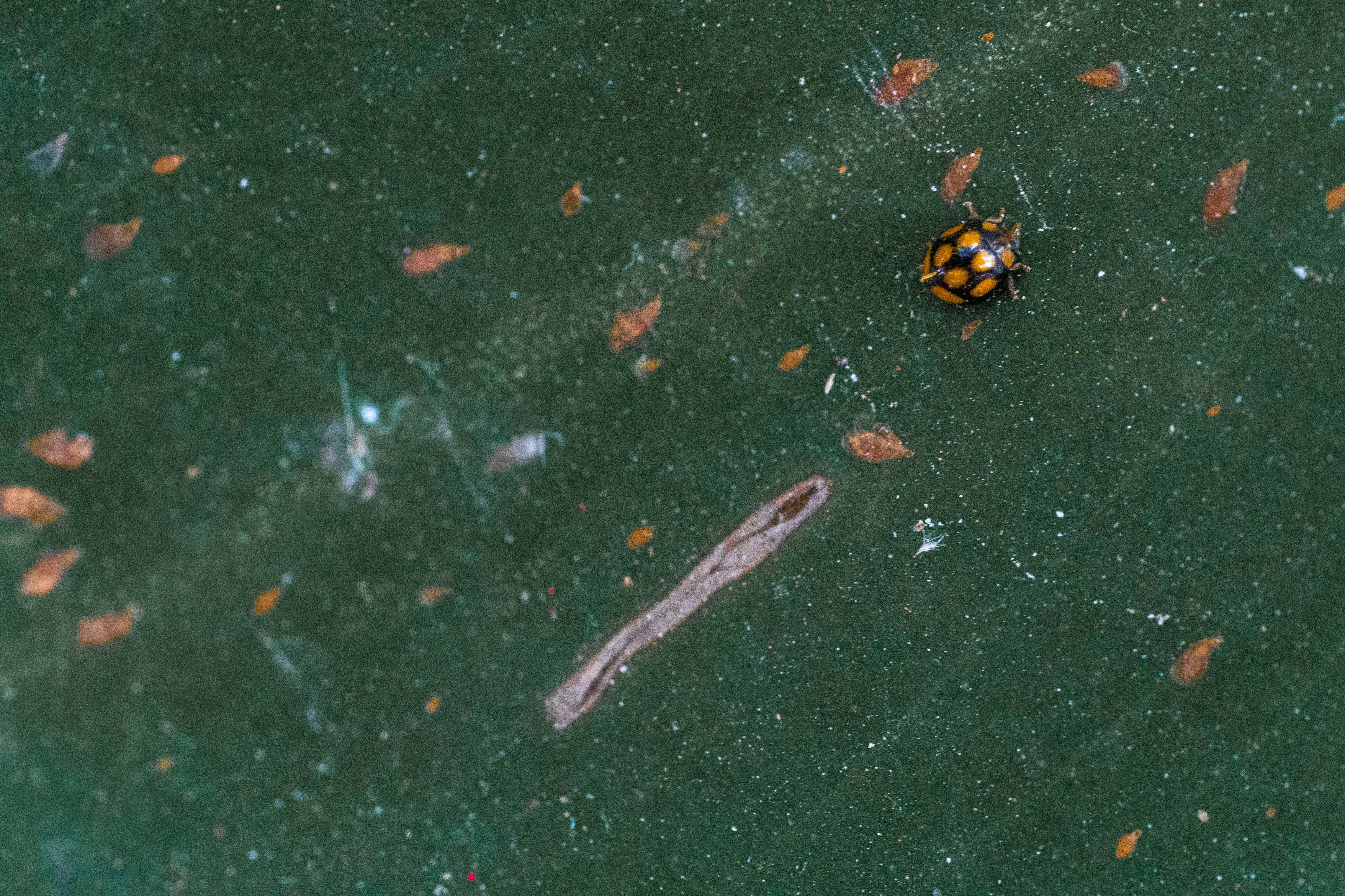 a yellow and black bug on a green surface