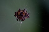 A spider component displayed against a neutral background.