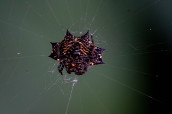 A textured, dark spider with a distinctive spiky appearance positioned in the center of a web. The web is delicate and mostly transparent, set against a dark green background.