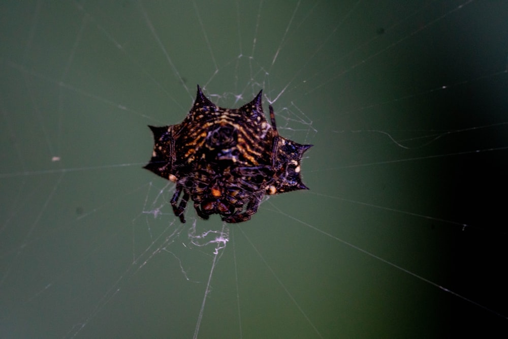 a close up of a spider's web on a green background
