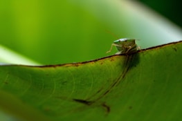A close-up view of a small green insect, possibly a shield bug, perched on the edge of a large green leaf. The background is softly blurred with shades of green, creating a serene, natural environment.