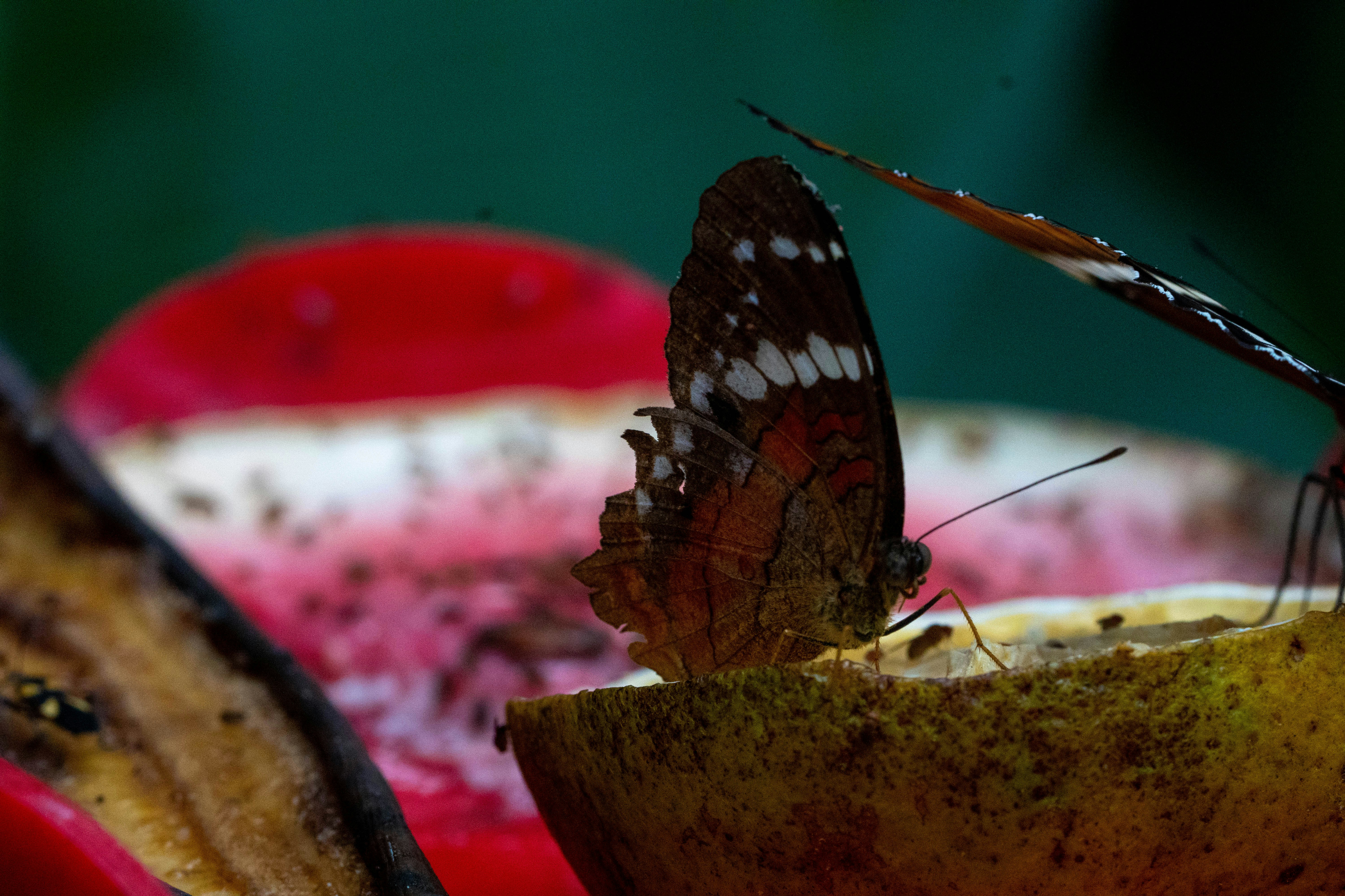 a close up of a butterfly on a banana