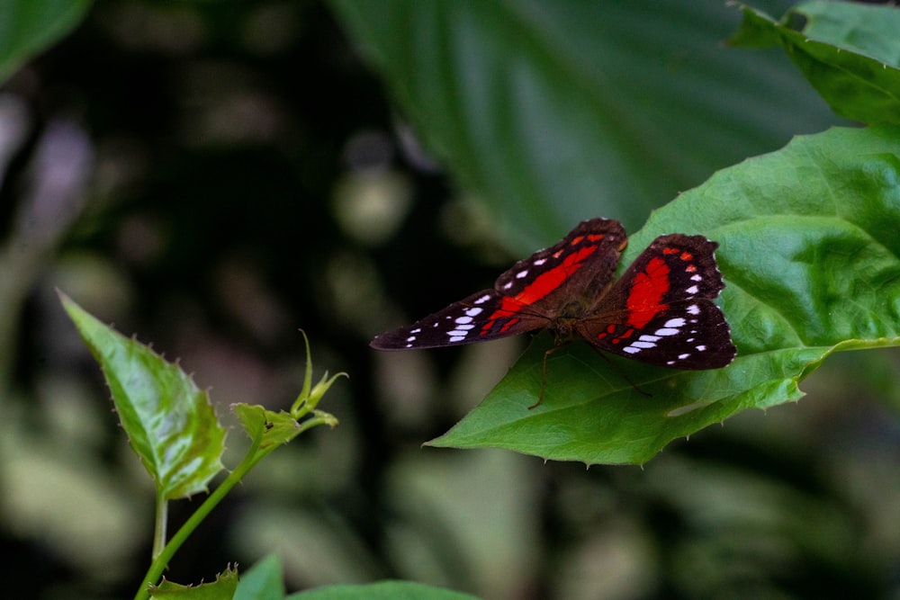 two butterflies sitting on top of a green leaf