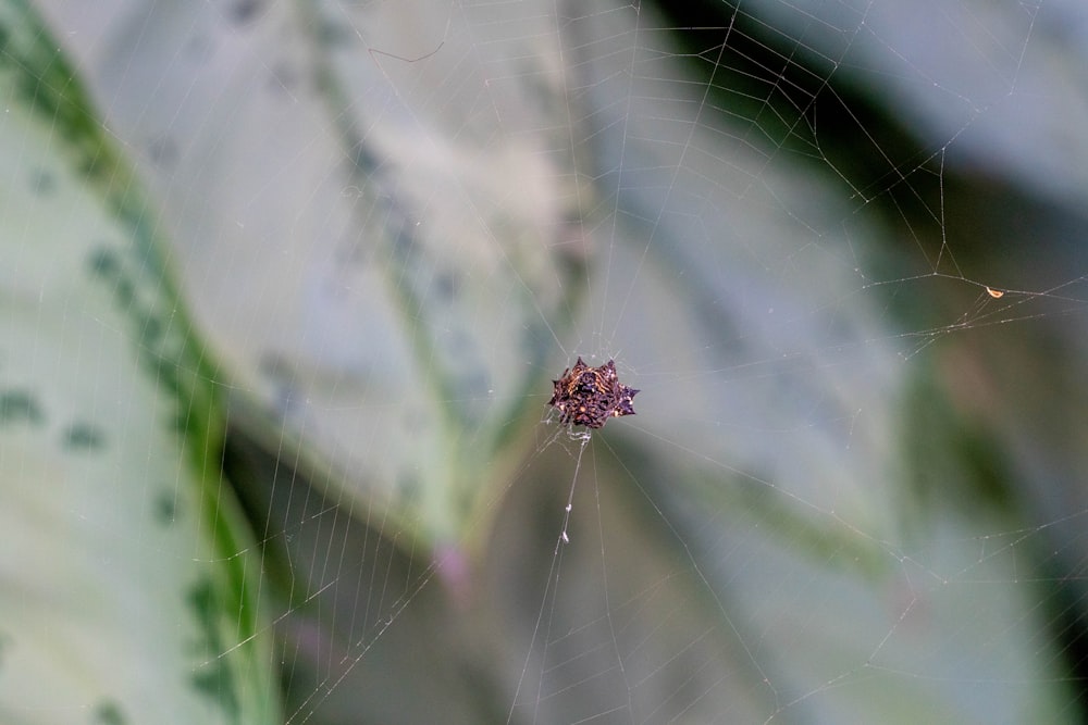 a close up of a spider's web on a leaf