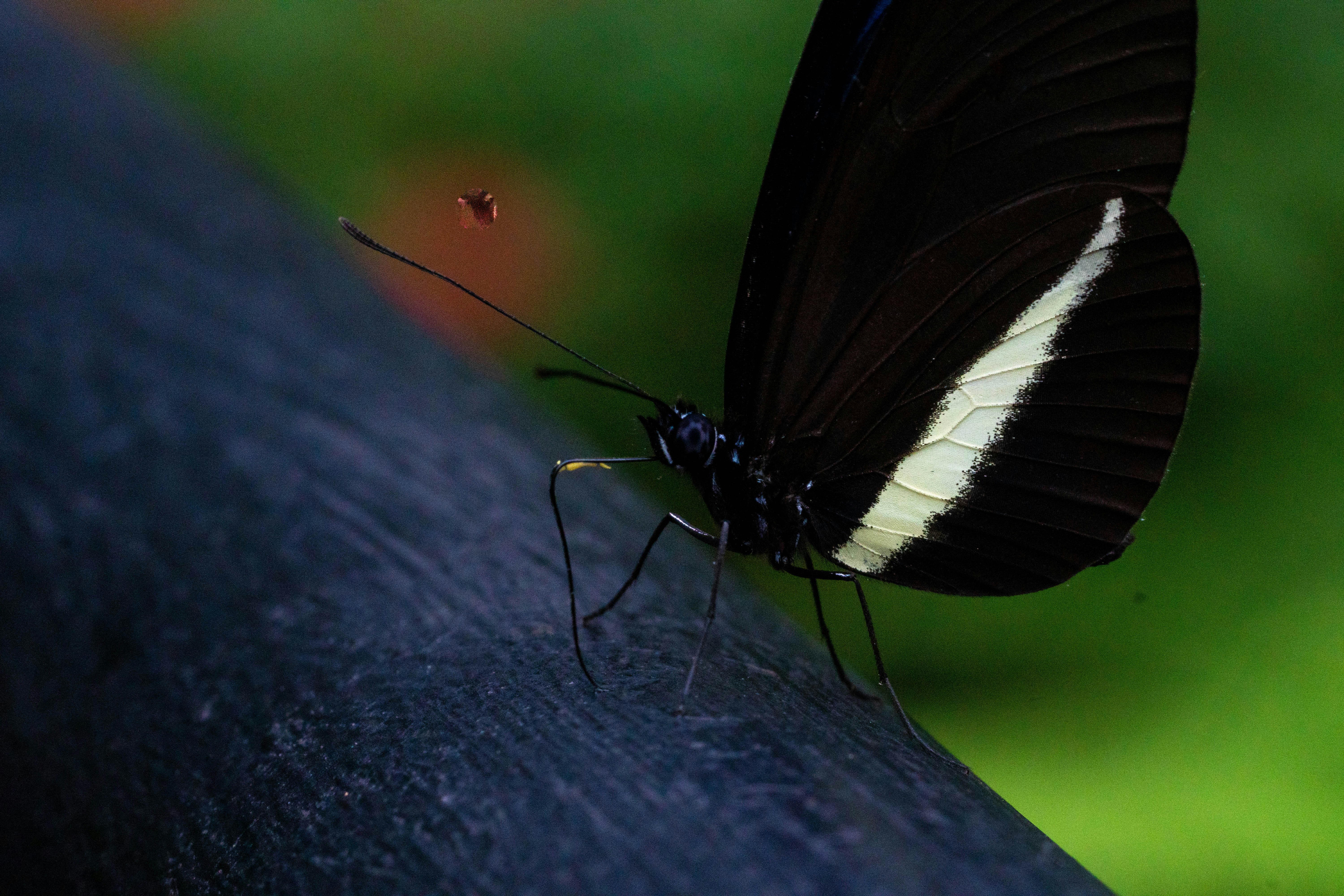 a close up of a butterfly on a person's arm