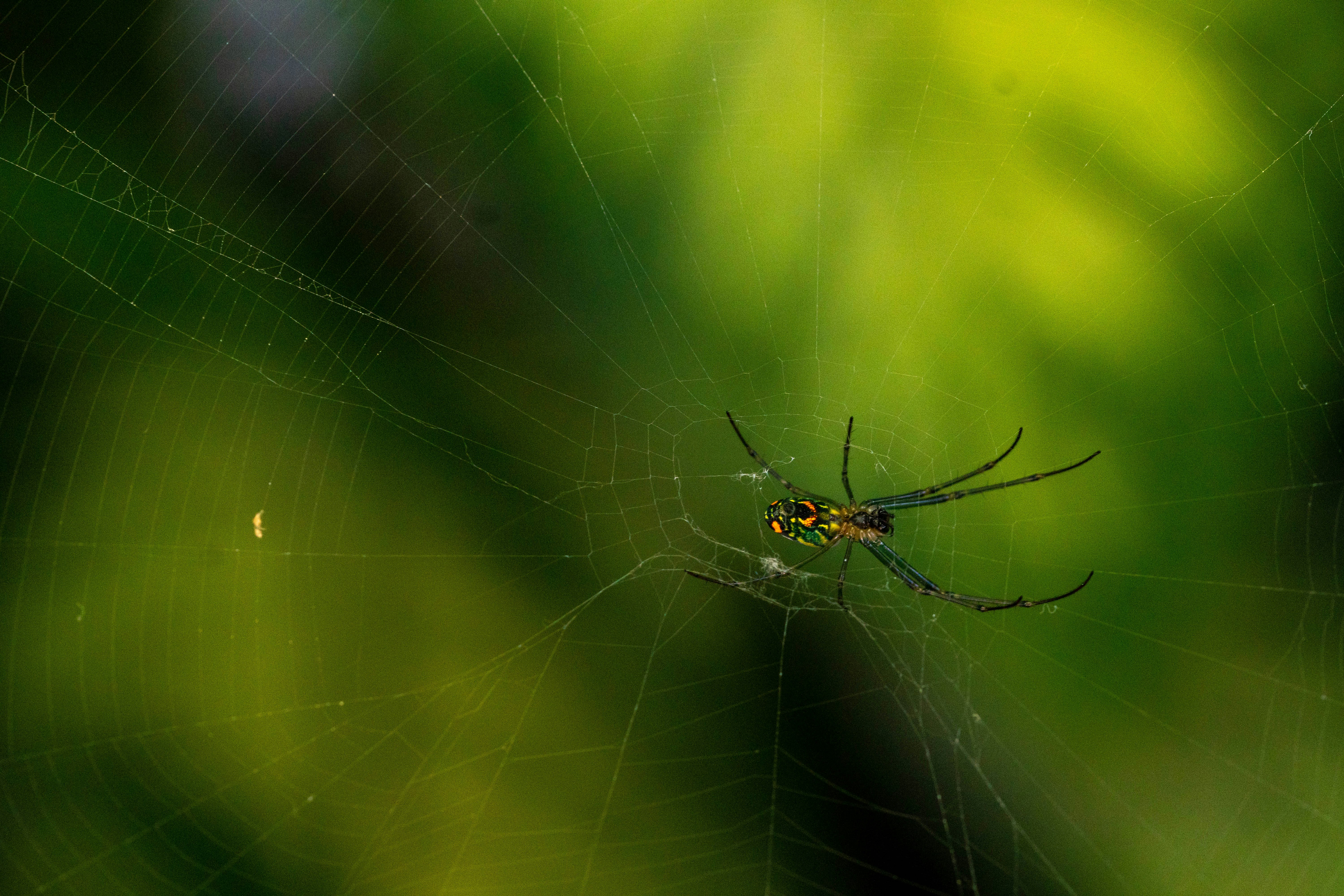 Photo by gustavo0351