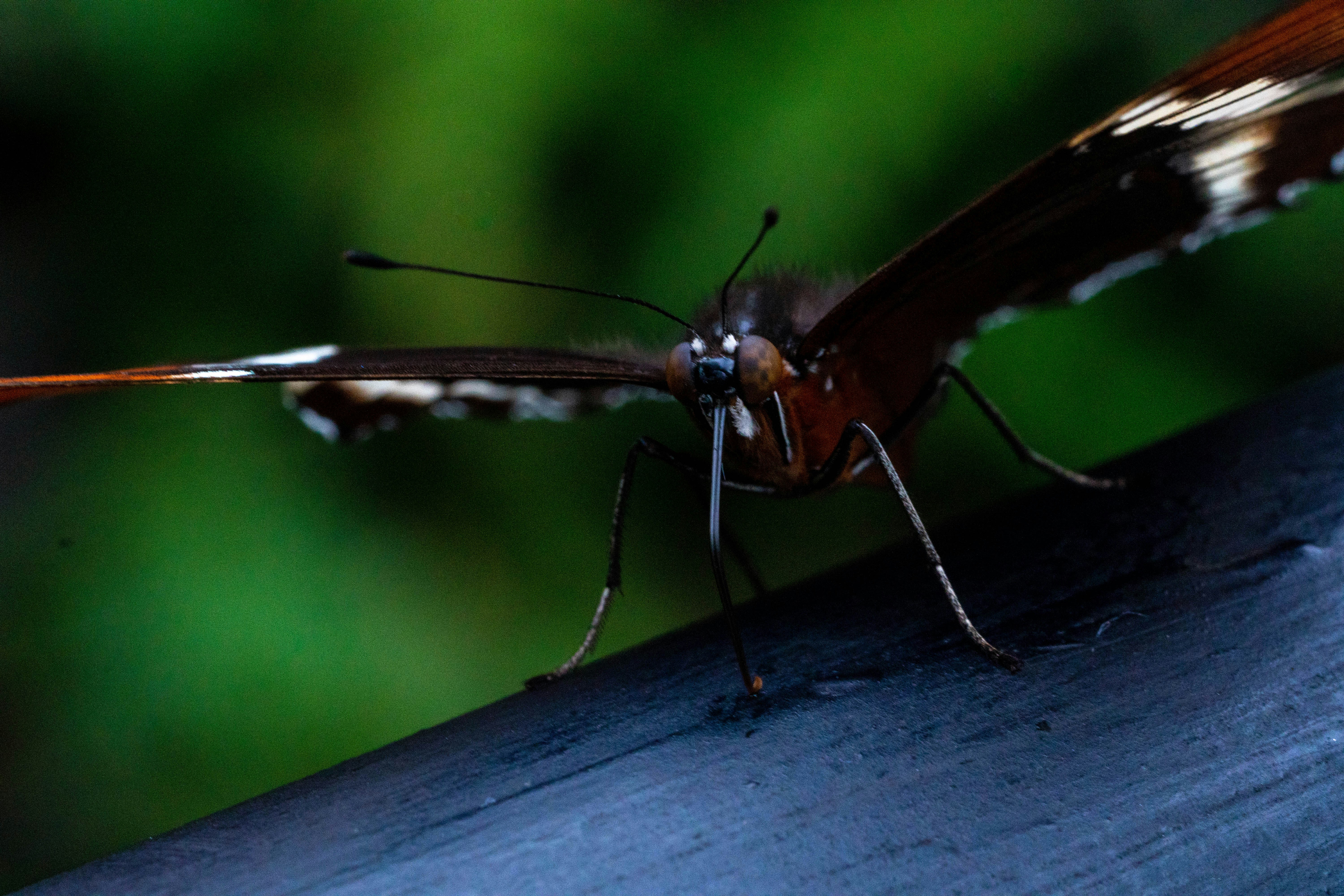 Photo by gustavo0351