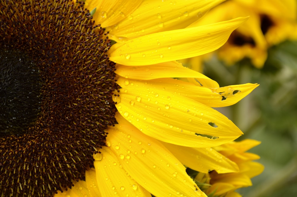 a close up of a sunflower with water droplets on it