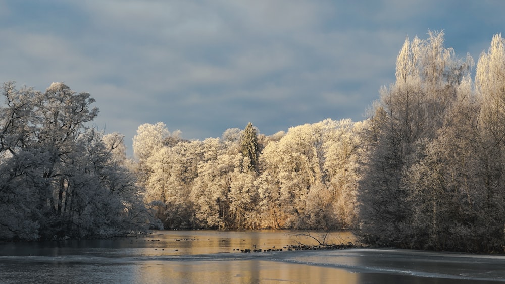 a body of water surrounded by trees covered in ice