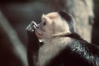 A close-up side profile of a capuchin monkey holding an object near its mouth. The monkey's black fur contrasts with its lighter facial area.
