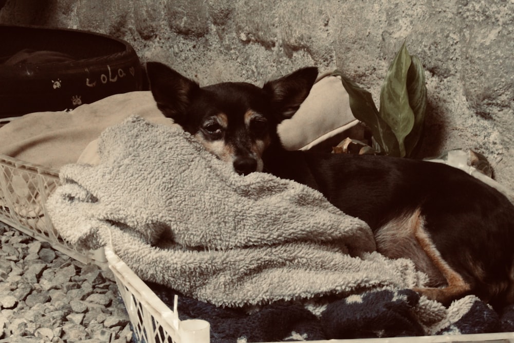 a small dog laying on top of a pile of blankets