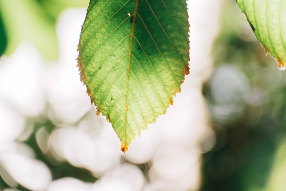 Un primo piano di una foglia verde su un albero