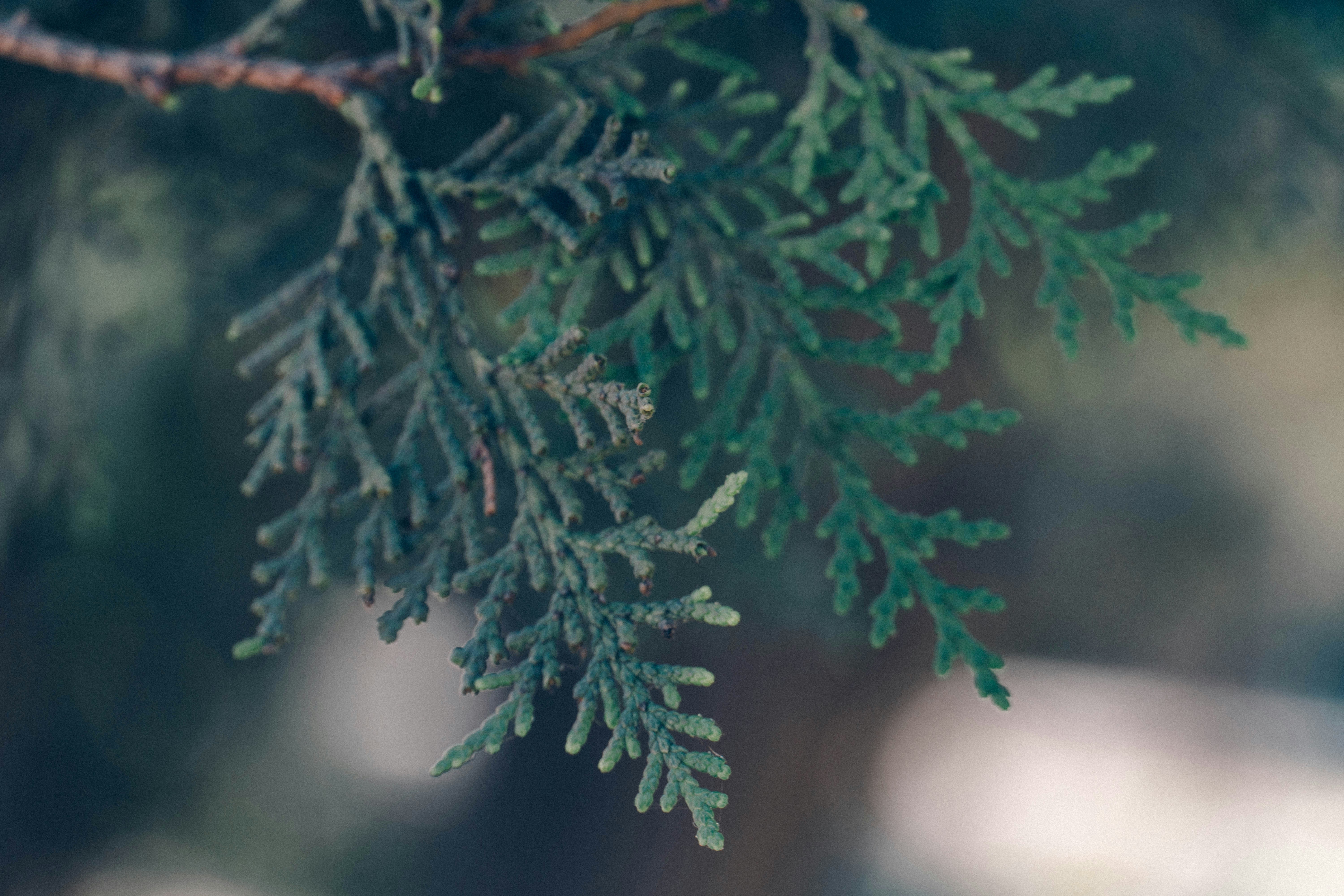 Photo by gustavo0351