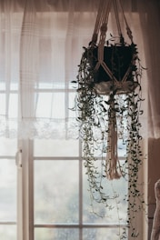 Trailing pothos vines cascading from a hanging planter in soft natural light.