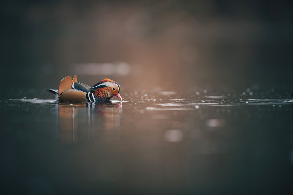 a bird with an orange head is floating on the water