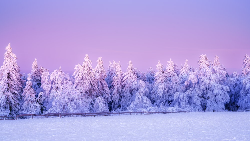 a field covered in snow next to tall trees