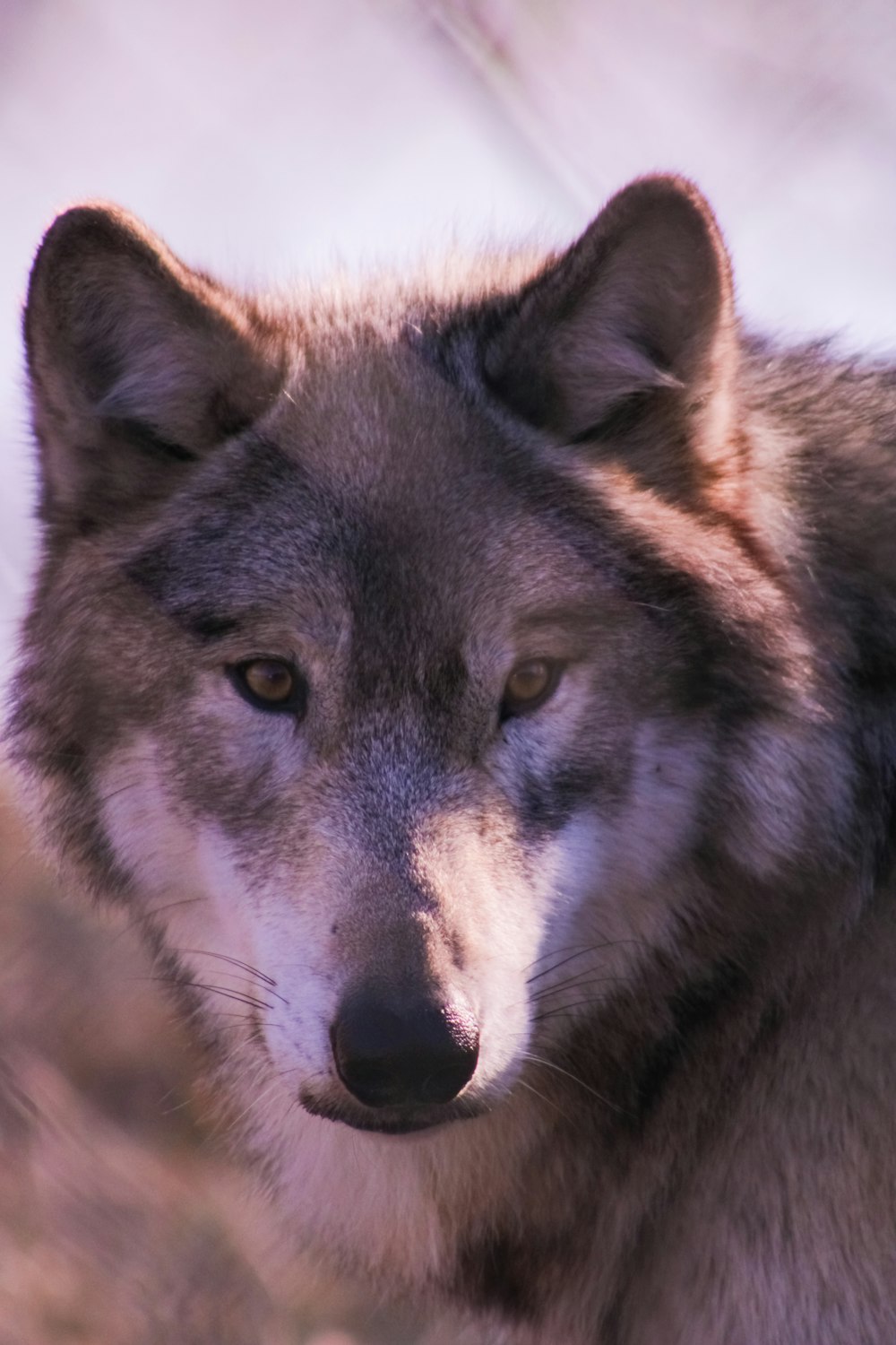 a close up of a wolf with a blurry background