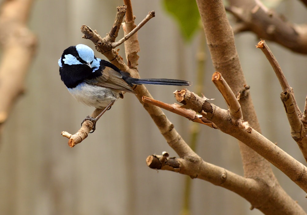 a blue and white bird sitting on a tree branch