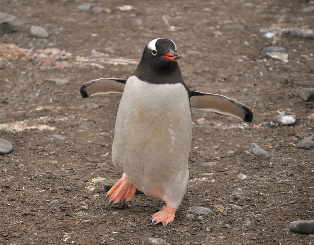 a small penguin standing on a rocky ground