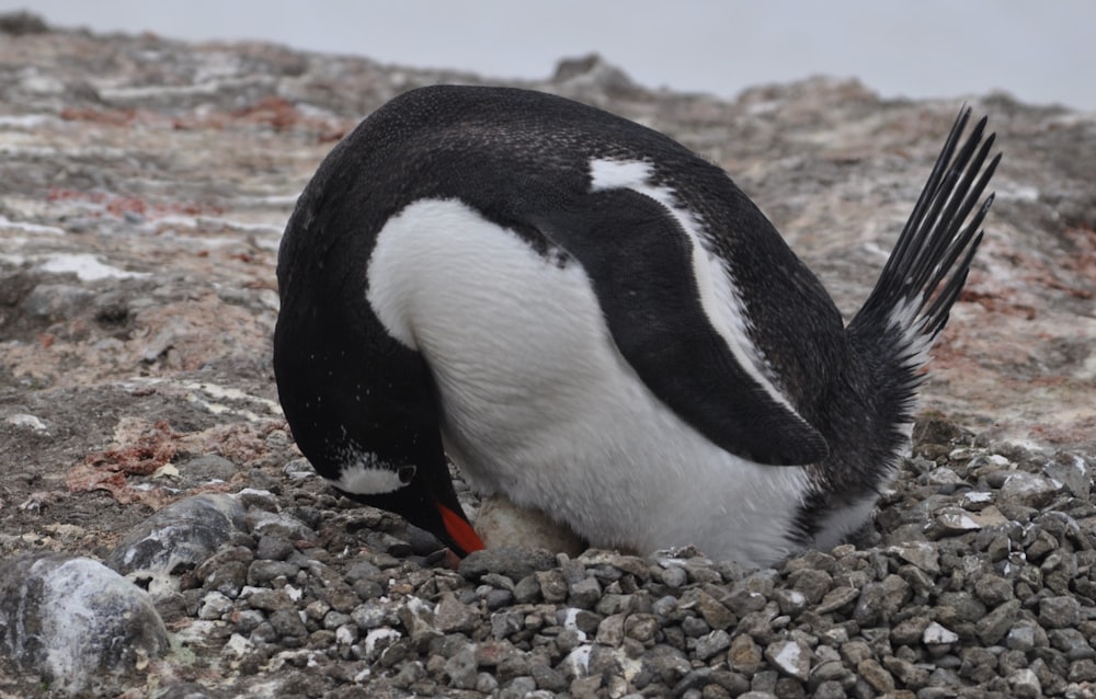 a penguin with its head in the ground