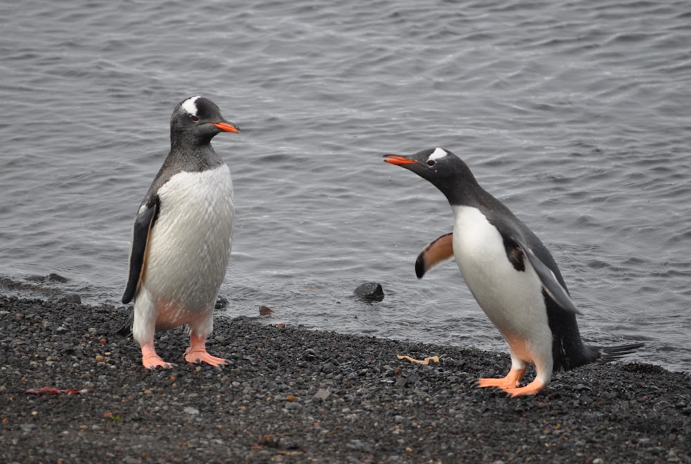 a couple of penguins standing on top of a beach