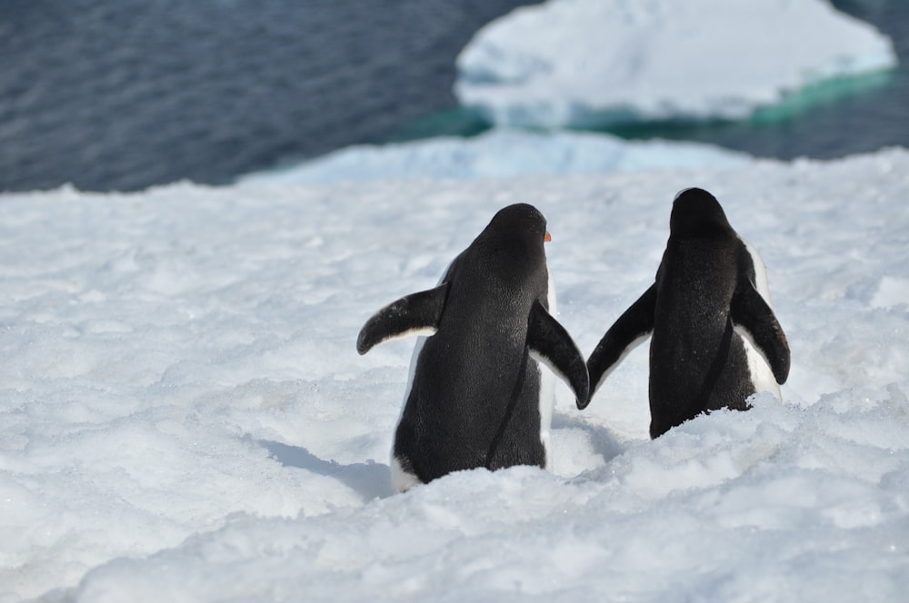 two penguins standing in the snow facing each other