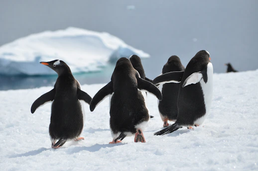 Antarctica Time Zone_Timenowonline.com