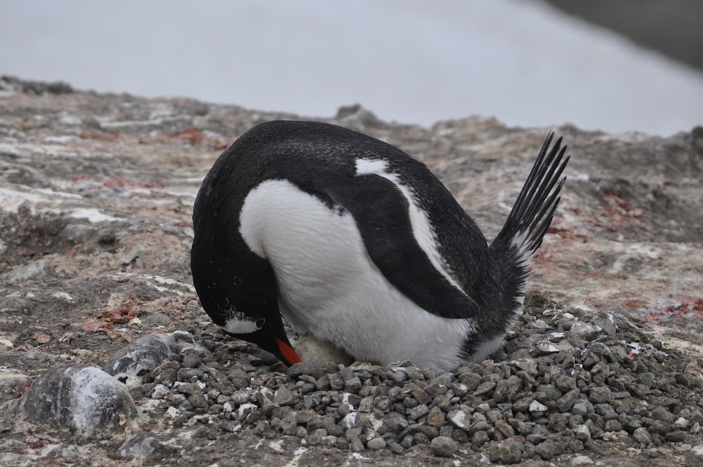 a black and white penguin sitting on top of a rock