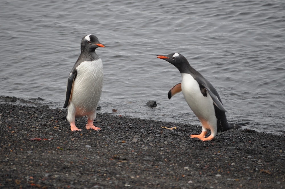 a couple of penguins standing next to a body of water