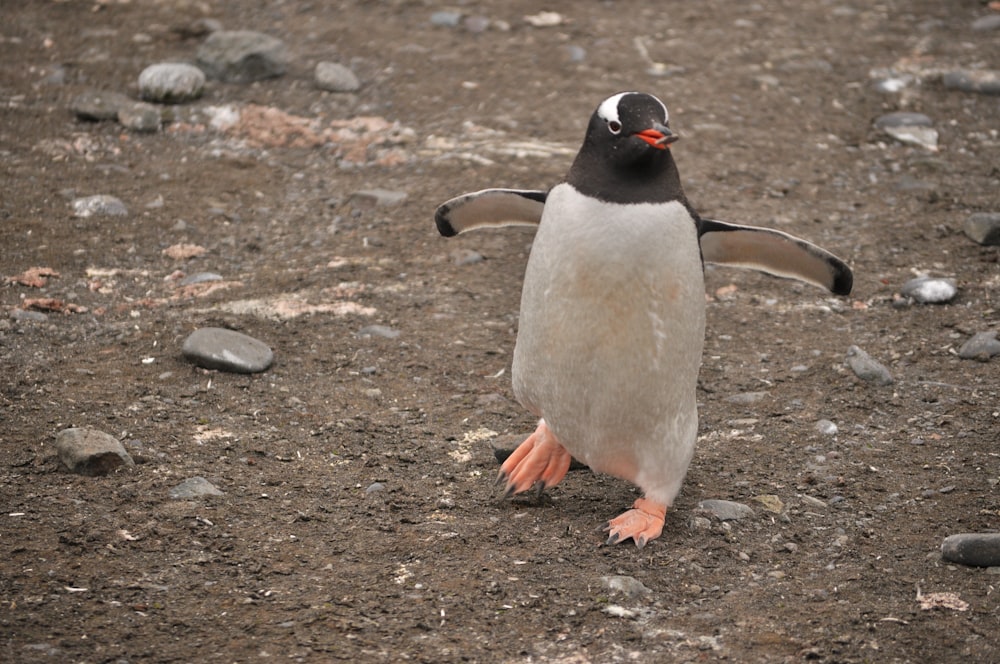 a small penguin standing on a rocky ground
