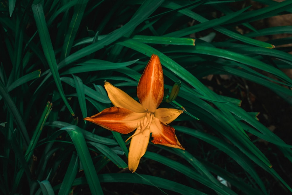 an orange and yellow flower in the middle of some green leaves