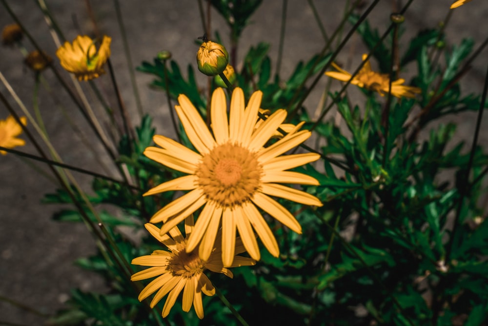 a close up of a yellow flower on a plant