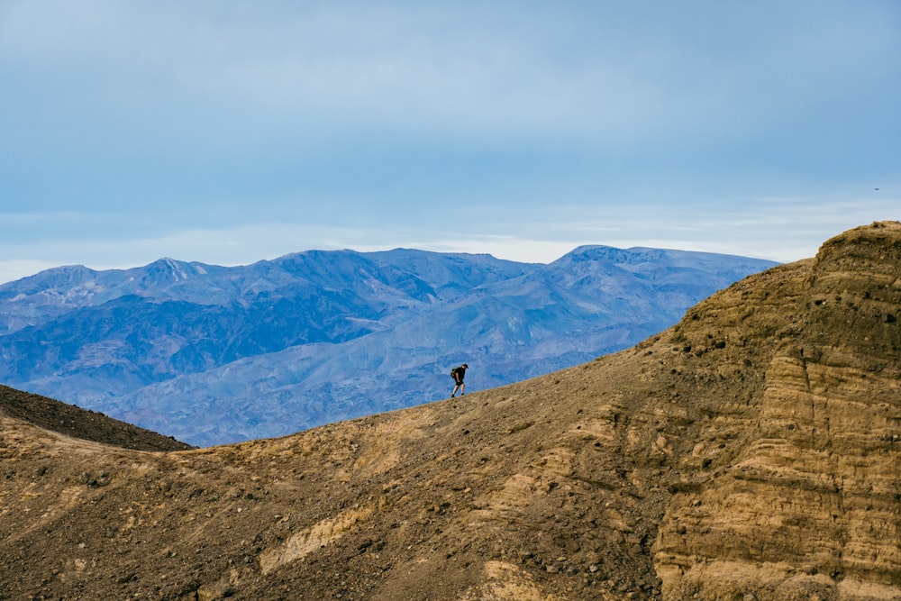 a lone bird standing on top of a mountain