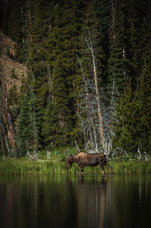 A mother moose and her calf wading through a calm, reflective lake surrounded by autumn trees.
