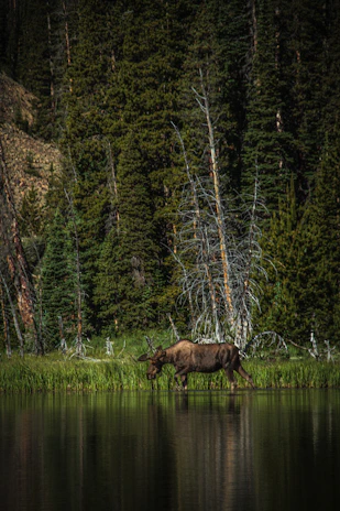 A mother moose and her calf wading through a calm, reflective lake surrounded by autumn trees.