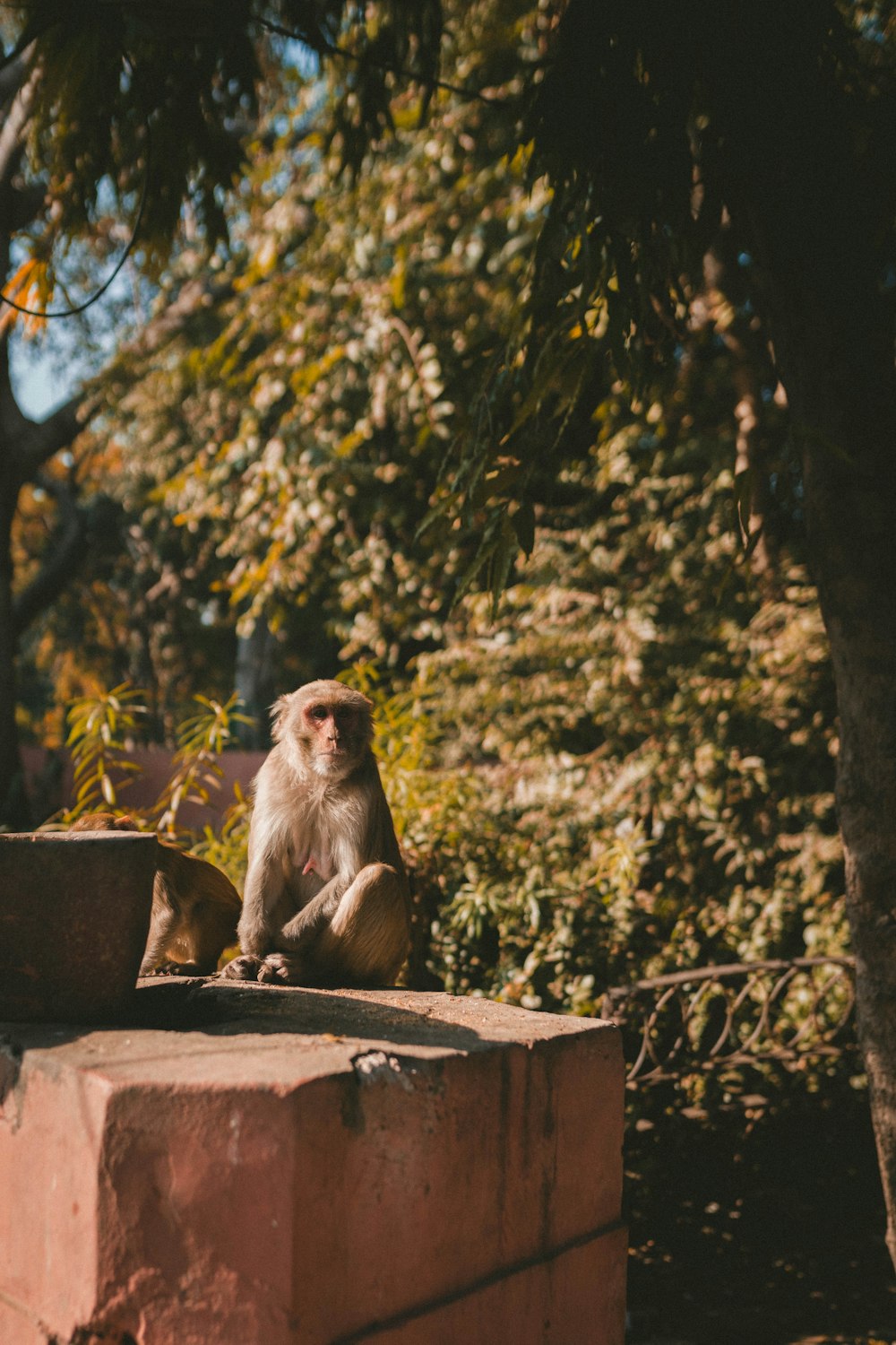 a monkey sitting on top of a brick wall