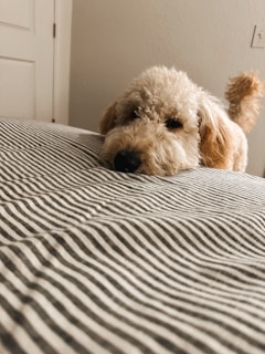 a dog laying on a bed with a striped blanket