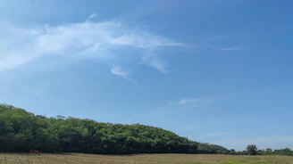 A wide shot of open meadows and forested areas under a bright blue sky at Froehlich Farm.